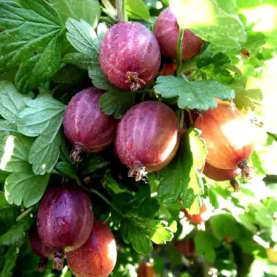 Крыжовник СЕРЕНАДА в Бобруйске