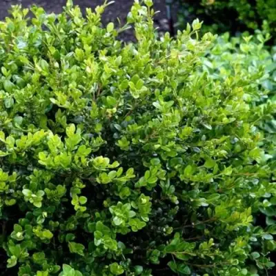 Самшит ФОЛКНЕР в Бобруйске