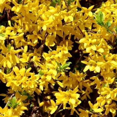 Форзиция ЛЕДНОГОРА промежуточная в Бобруйске