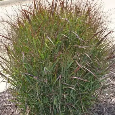 Просо ШЕНАНДО прутьевидное в Бобруйске