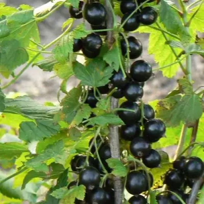 Смородина чёрная ДАБРАДЗЕЯ в Бобруйске