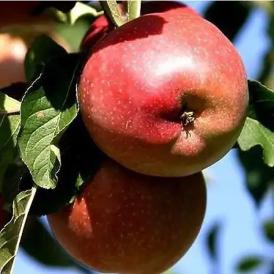 Яблоня АНТЕЙ КИЕВСКИЙ колонновидная в Бобруйске