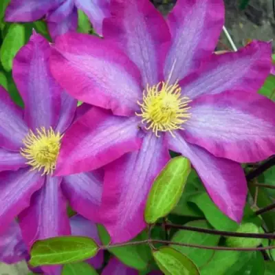 Клематис КАКИО в Бобруйске