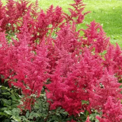 Астильба СКАЙСКРЕЙПЕР китайская в Бобруйске