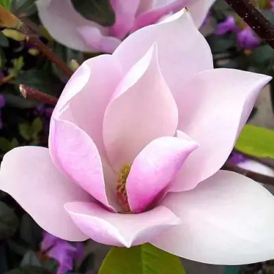 Магнолия АЛЕКСАНДРИНА  в Бобруйске