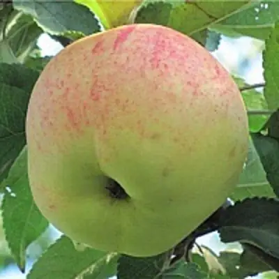 Яблоня ЛЕТНЕЕ СЛАДКОЕ в Бобруйске