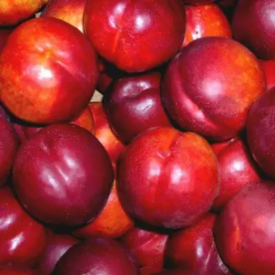 Нектарин МЕДВЕДЕВСКИЙ в Бобруйске