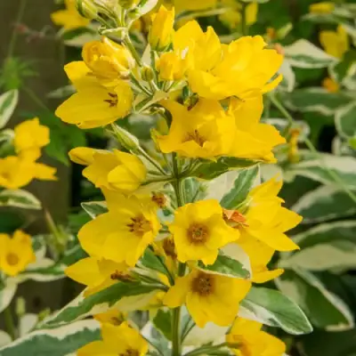 Вербейник АЛЕКСАНДР точечный в Бобруйске