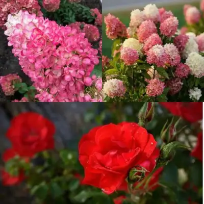 Комплект РОЗОВЫЙ ЗАКАТ в Бобруйске