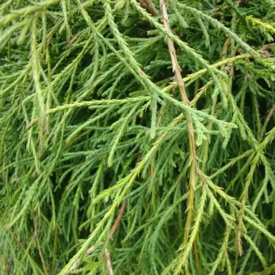 Кипарисовик ФИЛИФЕРА НАНА горохоплодный  в Бобруйске