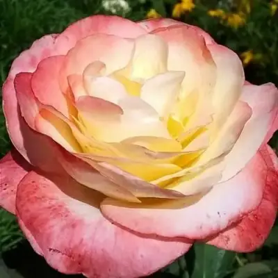 саженцы розы Бела Перла