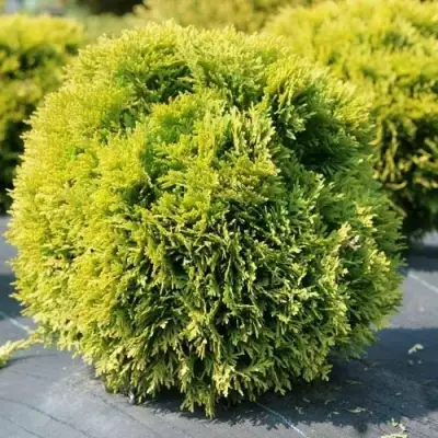 Туя ДАВИД западная в Бобруйске