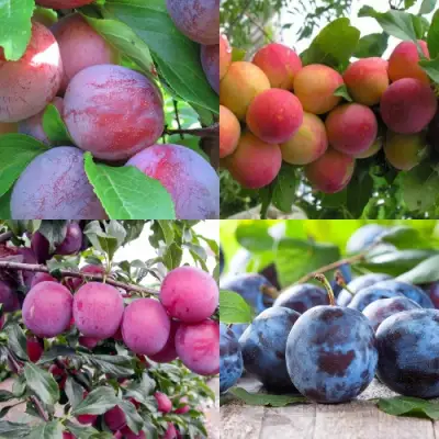 Комплект СЛИВОВЫЙ САД в Бобруйске