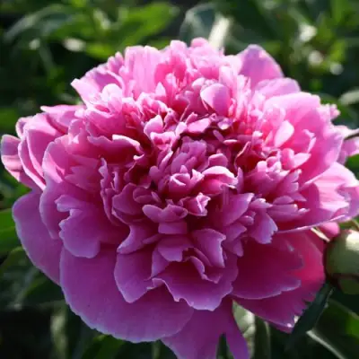 Пион ГОЛУБАЯ ХРИЗАНТЕМА травянистый в Бобруйске