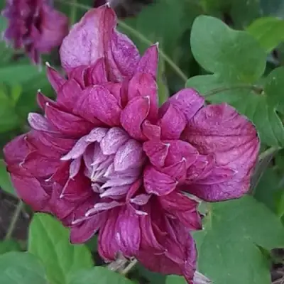 Клематис ПУРПУРЕА ПЛЕНА ЭЛЕГАНС в Бобруйске