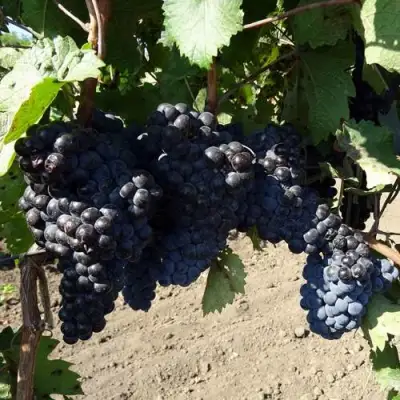 Виноград ДЕНИСОВСКИЙ в Бобруйске