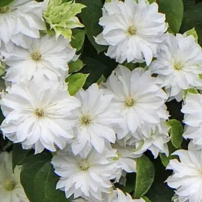 Клематис МАРИЯ СКЛОДОВСКАЯ-КЮРИ в Бобруйске