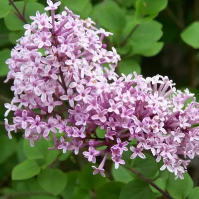 Сирень ПАЛИБИН  в Бобруйске