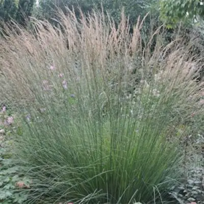 Молиния ХАЙДЕБРАУТ голубая в Бобруйске