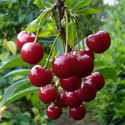 Вишня ВЯНОК в Бобруйске