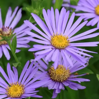 Астра ЛЕДИ ИН БЛЮ в Бобруйске