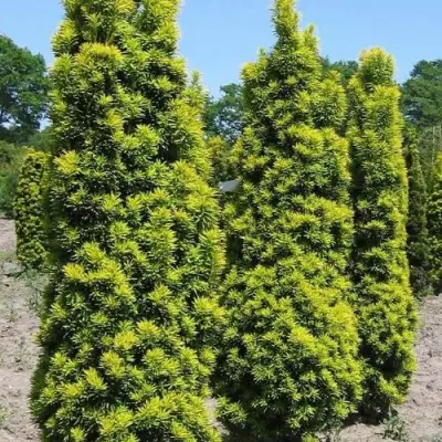 Тис ДАВИД ягодный в Бобруйске