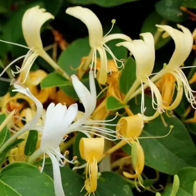 Жимолость ХАЛЛИАНА японская (Хелиана) в Бобруйске