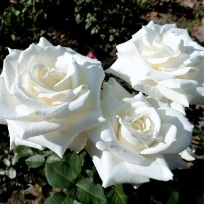 Роза БОИНГ чайно-гибридная в Бобруйске