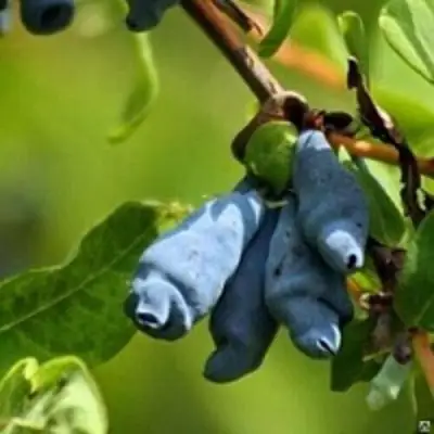 Жимолость съедобная ПУШКИНСКАЯ в Бобруйске