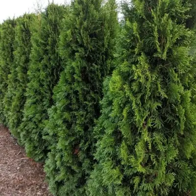 Туя ПИРАМИДАЛИС КОМПАКТА западная в Бобруйске