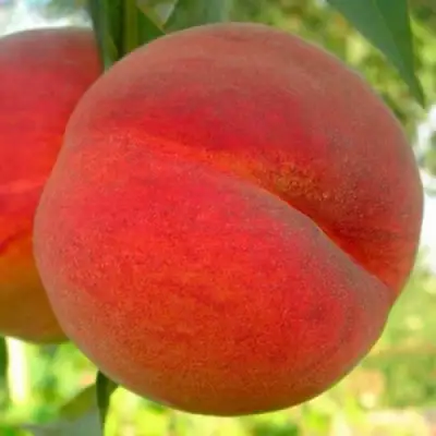 Персик МАЙСКИЙ ЦВЕТОК в Бобруйске