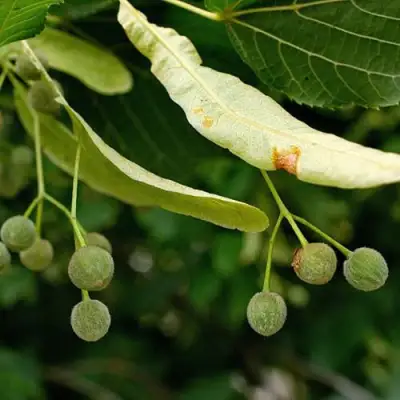 Липа сердцевидная в Бобруйске