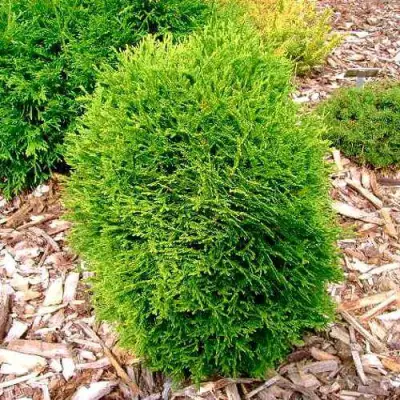 Туя ВОТЕРФИЛД западная в Бобруйске