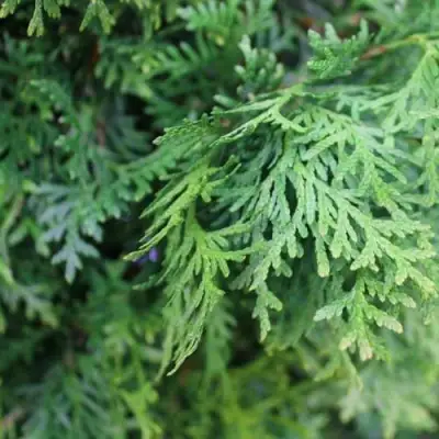 Туя ПИРАМИДАЛИС КОМПАКТА западная в Бобруйске