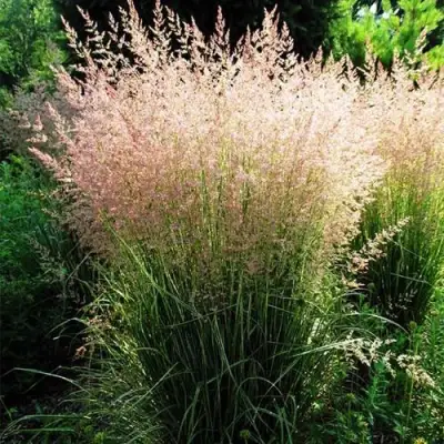 Молиния ФОНТЕЙН тростниковая в Бобруйске