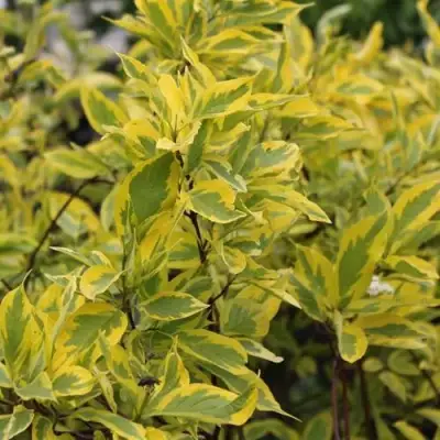 Дерен ШПЕТА белый в Бобруйске