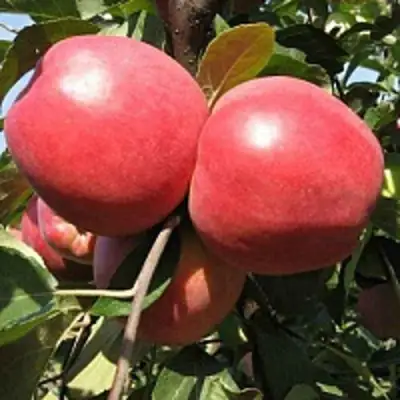 Яблоня ЗАСЛАВСКОЕ в Бобруйске