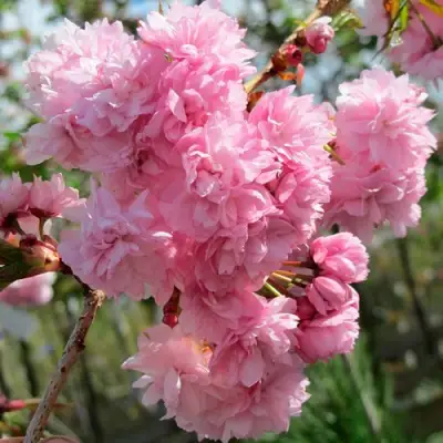 Сакура КИКУ ШИДАРЕ в Бобруйске