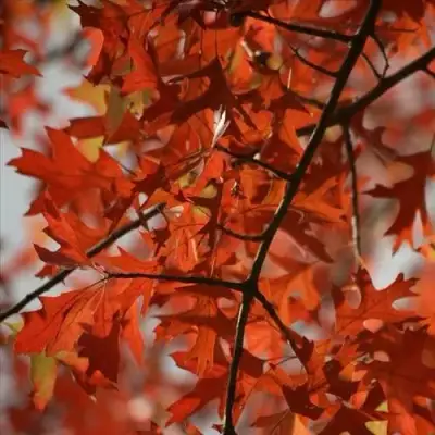 Дуб болотный в Бобруйске