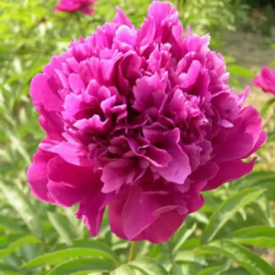 Пион КИТАЙСКИЙ ШЕЛК травянистый в Бобруйске