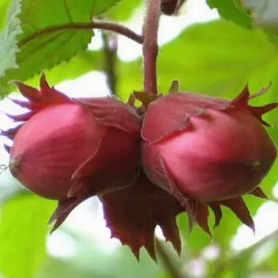 Фундук АЙВЕНГО в Бобруйске