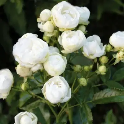 саженцы розы Уайт Морсдаг