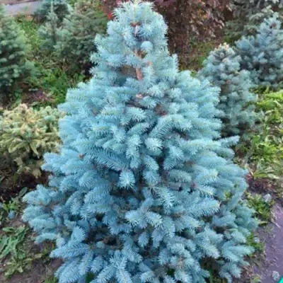 Ель СУПЕР БЛЮ СИДЛИНГ колючая в Бобруйске