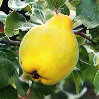 Айва РУМО в Бобруйске