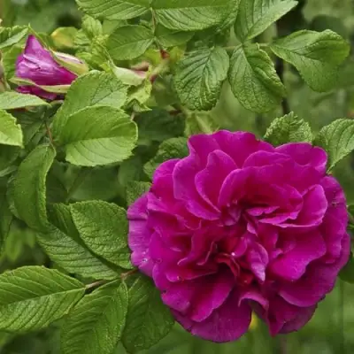 Шиповник ХАНСА в Бобруйске