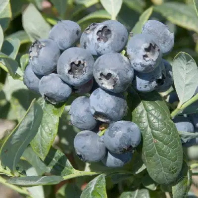 Голубика БРИГИТТА в Бобруйске