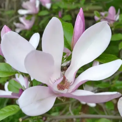 Магнолия ДЖОРДЖ ГЕНРИ КЕРН в Бобруйске