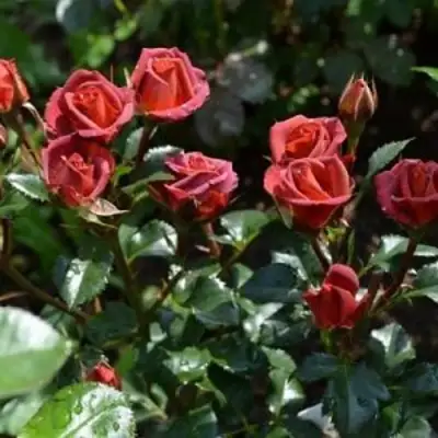 Роза ЧОКОЧИНО спрей в Бобруйске