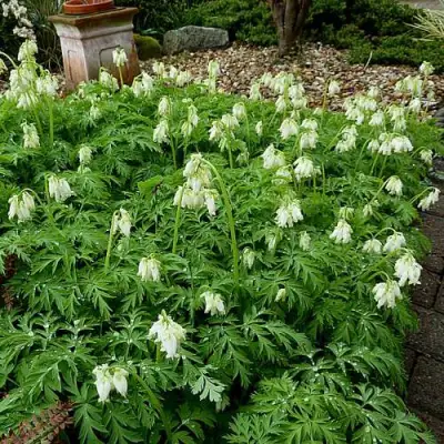 Дицентра красивая АВРОРА в Бобруйске