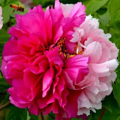 Пион ДВЕ СЕСТРЫ древовидный в Бобруйске